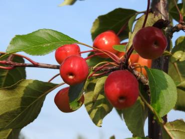 Zierapfel Rudolph mit roten Äpfeln