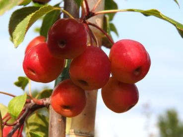Zierapfel Rudolph - rote Äpfel