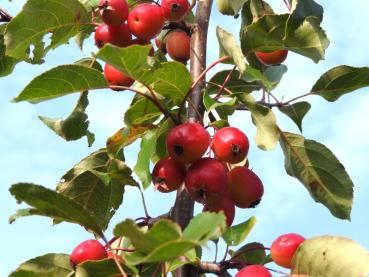 Im Herbst trägt der Zierapfel Rudolph rote Äpfel.