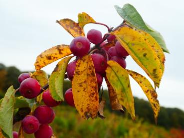 Malus Sugar Tyme zeigt Früchte und Herbstlaub