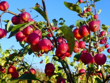 Pflaumenblättriger Zierapfel mit reichem Fruchtbehang