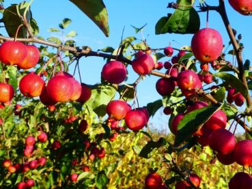 Pflaumenblättriger Zierapfel mit roten Äpfeln