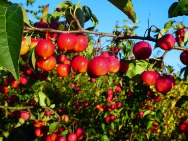 Rote Früchte des Pflaumenblättrigen Zierapfels