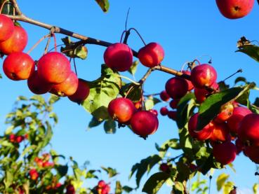 Pflaumenblättriger Zierapfel im Spätsommer