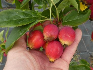 Rote Früchte des Pflaumenblättrigen Zierapfels