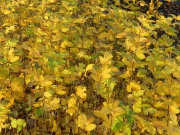 Herbstliche Kleinfruchtige Zieräpfel in der Baumschule.