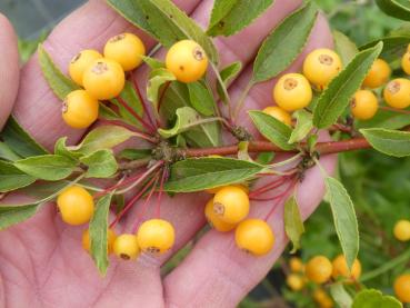 Weißdorn-Apfel - Malus transitoria