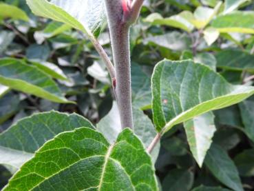 Nahansicht der Rinde des Malus tschonoskii