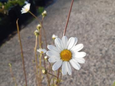 .Leucanthemum vulgare - Wiesen-Margerite