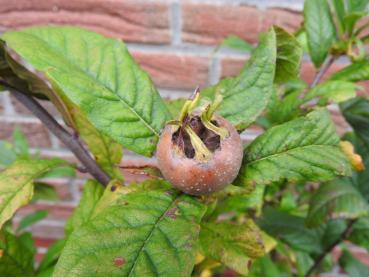 Mespilus germanica Zwerg - Mispel Zwerg