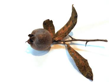 Einzelne Frucht der Echten Mispel