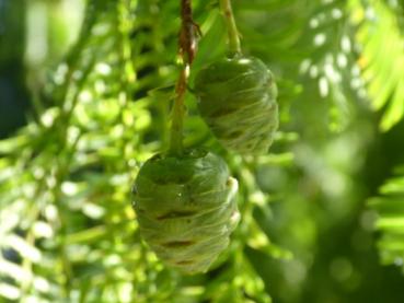 Metasequoia glyptostroboides, kugelige Zapfen