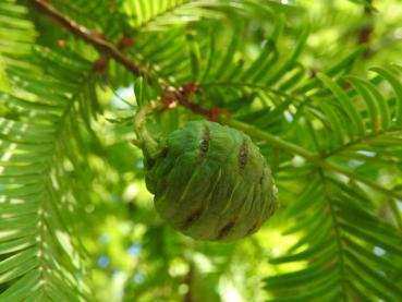 Metasequoia glyptostroboides, Zapfel