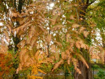 Orange-braune Nadeln im Herbst - der Urweltmammutbaum