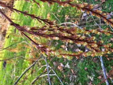 Kinesisk sekvoja, Metasequoia glyptostroboides