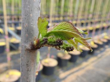 Preview: Maulbeere Collier mit Blüten