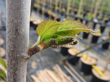 Preview: Maulbeere Collier mit frischem Austrieb