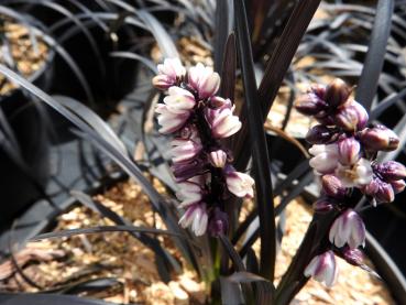 Mörkt ormskägg, Ophiopogon planiscapus Niger