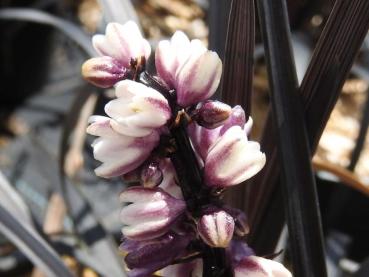 Mörkt ormskägg, Ophiopogon planiscapus Niger