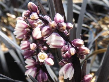 Mörkt ormskägg, Ophiopogon planiscapus Niger