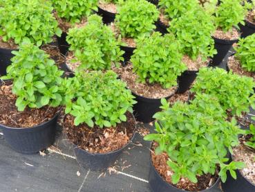 .Origanum vulgare Compactum