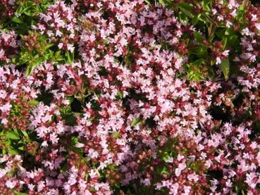 .Origanum vulgare Compactum