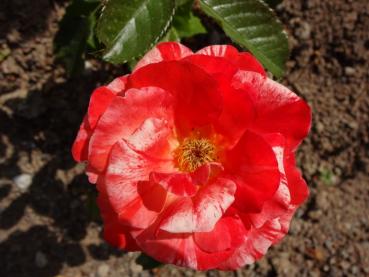 Rosa Papagena ®