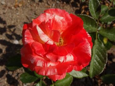 Rosa Papagena ®