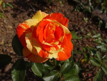 Rosa Papagena ®