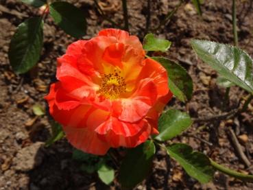 Rosa Papagena ®