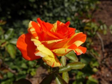 Rosa Papagena ®