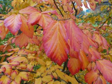Eisenholzbaum mit roter Herbstfärbung