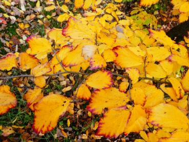 Leuchtende Herbstfärbung des Eisenholzbaums
