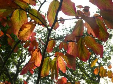 Eisenholzbaum mit buntem Herbstlaub