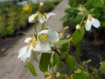 Schersmin Dame Blanche - Philadelphus Dame Blanche