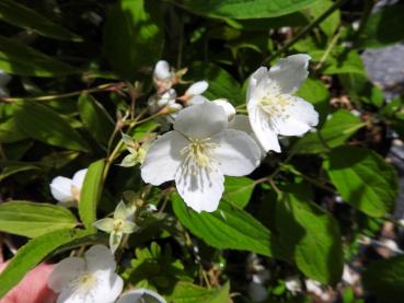 Philadelphus delavayi - Chinesischer Pfeifenstrauch