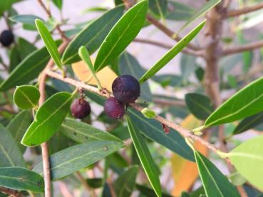 Schwarzblaue Früchte der Schmalblättrigen Steinlinde