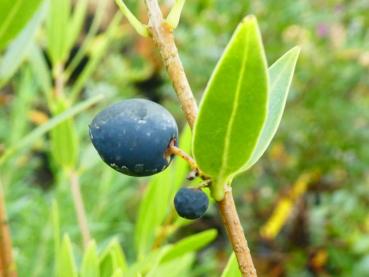 Phillyrea angustifolia