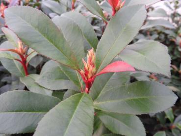 Photinia fraseri Dicker Toni - Rote Glanzmispel Dicker Toni