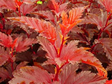 Physocarpus opulifolius Little Angel ® - Fasanenspiere Little Angel ®