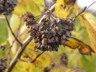 Herbstliche Frucht der Fasanenspiere