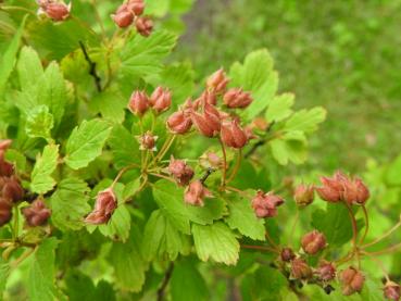 Zwerg-Fasanenspiere - rote Balgfrüchte