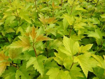 Physocarpus opulifolius Nugget - Gelbe Fasanenspiere Nugget