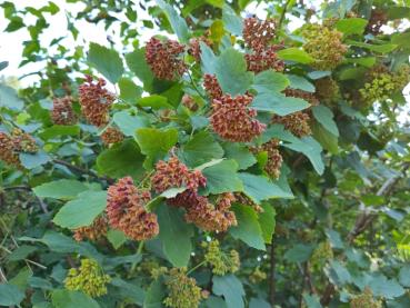 Physocarpus opulifolius