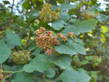 Physocarpus opulifolius