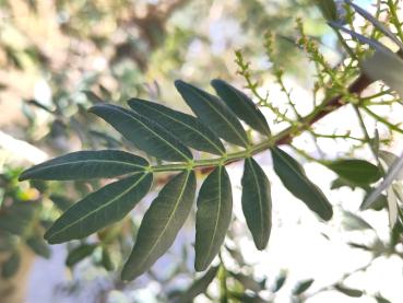 Mastixbuske, Pistacia lentiscus