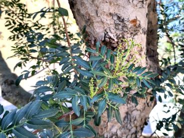 Mastixbuske, Pistacia lentiscus