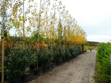 Populus nigra