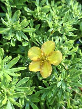 Gelbblühendes Fingerkraut Bella Sol