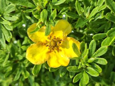 Gelb-orange Blüte der Potentilla Bella Sol